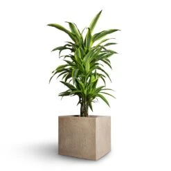 Raindrop Cube Planter - Stone -Indoor Plants Dracaena fragrans Lemon Lime Branched 21x70cm Raindrop Cube Planter Stone 30x30x27cm ae9dd8c7 c891 481d 8ac5 b1364706eab5