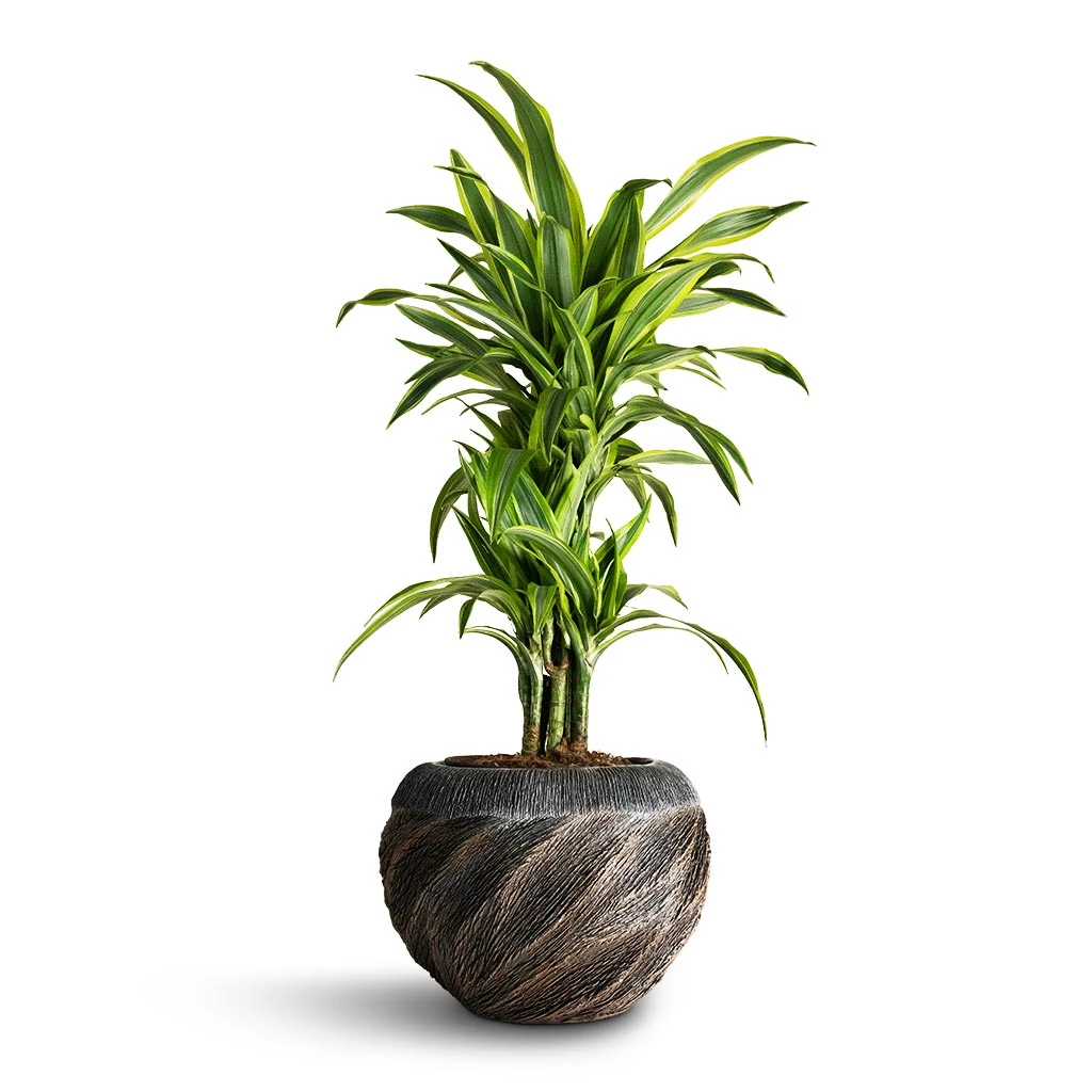 Luxe Lite Wave Globe Planter - Bronze 2 Luxe Lite Wave Globe Planter - Bronze - Image 2