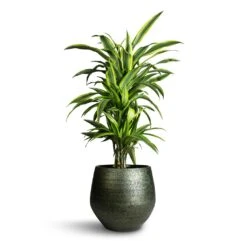 Noor Plant Pot - Velvet Green -Indoor Plants Dracaena fragrans Lemon Lime Branched 24x90cm Noor Plant Pot Velvet Green 33x30cm 912c4454 ba78 4907 a5e2 20b453a69ca7