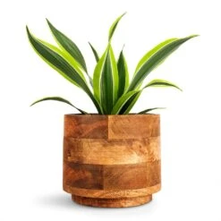 Helle Plant Pot - Natural 20 Helle Plant Pot - Natural -Indoor Plants Dracaena fragrans Lemon Lime Head 12x35cm Helle Plant Pot Natural 16x14cm 156d1ab4 501d 4ae7 9ac4 79ed5b62c4d9