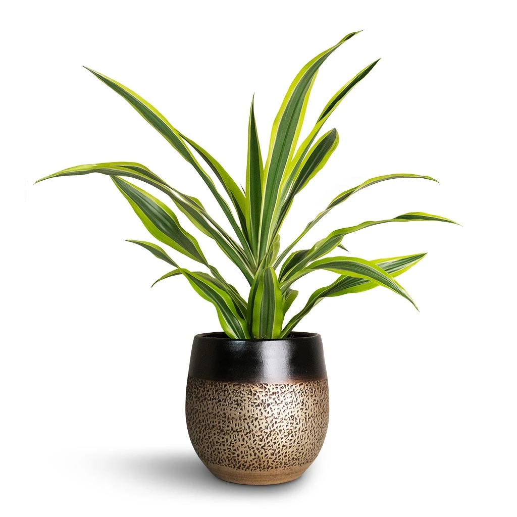 Mya Plant Pot - Deep Champagne 4 Mya Plant Pot - Deep Champagne - Image 4