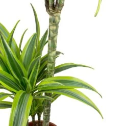 Dracaena Lemon Lime - Multi Stem - HydroCare -Indoor Plants Dracaena fragrans Lemon Lime Leaves f0cd484d ee10 45ce bbcf 37fd2b6d17f7