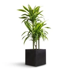 Grigio Cube Planter - Anthracite Concrete -Indoor Plants Dracaena fragrans Lemon Lime Multi Stem 21x100cm 3 stems Grigio Cube Planter Anthracite Concrete 30x30x30cm