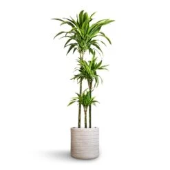 Angle Cylinder Plant Pot - White -Indoor Plants Dracaena fragrans Lemon Lime Multi Stem 24x140cm 3stems Angle Cylinder Plant Pot White 30x30cm