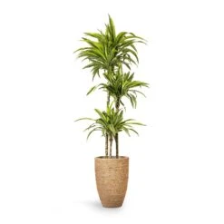 Ben Plant Pot - Straw Grass 14 Ben Plant Pot - Straw Grass -Indoor Plants Dracaena fragrans Lemon Lime Multi Stem 24x140cm 3stems Ben Plant Pot Straw Grass 30x41cm