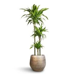 Noor Plant Pot - Metallic Grey -Indoor Plants Dracaena fragrans Lemon Lime Multi Stem 24x140cm 3stems Noor Plant Pot Metallic Grey 36x33cm 2 69d85773 6bcd 409f b13f 8f569db81933