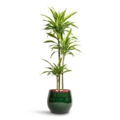 Charlotte Plant Pot - Green 22 Charlotte Plant Pot - Green -Indoor Plants Dracaena fragrans Lemon Lime Multi Stem 24x145cm 3 stems Charlotte Plant Pot Green 33x30cm 9d02d633 744b 4642 96eb 8bc3306d9086
