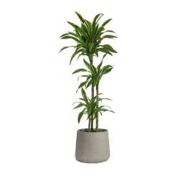 Patt Plant Pot - Grey Washed -Indoor Plants Dracaena fragrans Lemon Lime Multi Stem Patt Plant Pot Grey Washed 5fb8f3d1 7454 44c1 b445 7bb9138f2993
