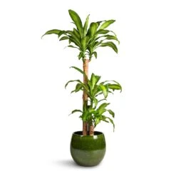 Aimee Plant Pot - Pear -Indoor Plants Dracaena fragrans Massangeana Multi Stem 24x135cm 3 stems Aimee Plant Pot Pear 33x28cm 9d51daf9 fa5a 4318 8b6a 126301d74672