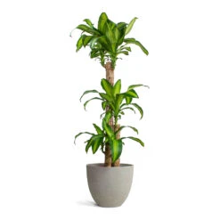Mini Jesslyn Plant Pot - Grey Washed 10 Mini Jesslyn Plant Pot - Grey Washed -Indoor Plants Dracaena fragrans Massangeana Multi Stem Mini Jesslyn Plant Pot Grey Washed