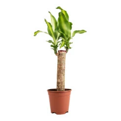 Dracaena Fragrans Massangeana - Single Stem -Indoor Plants Dracaena fragrans Massangeana Single Stem 14x65cm
