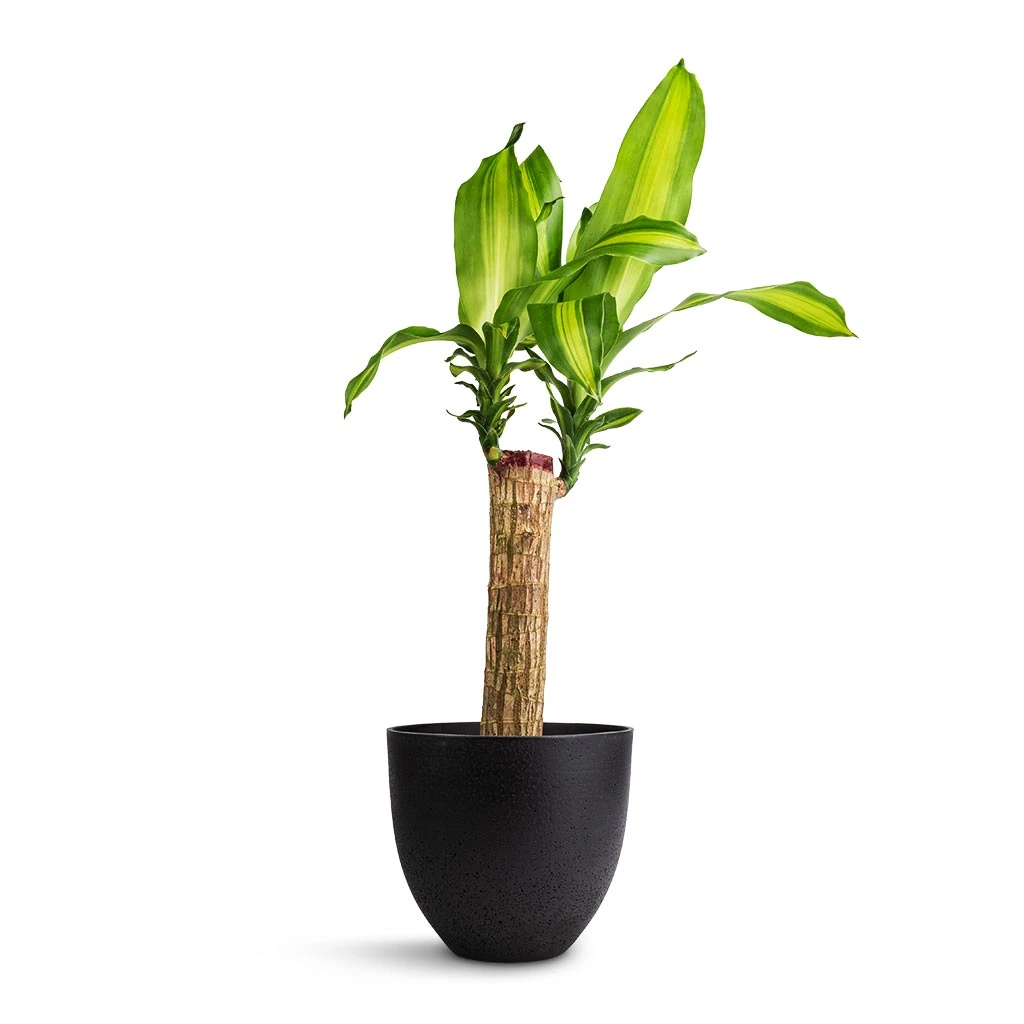 Coral Refined Planter - Volcano Black 2 Coral Refined Planter - Volcano Black - Image 2