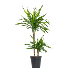 Dracaena Fragrans Riki - Multi Stem -Indoor Plants Dracaena fragrans Riki Multi Stem 19cm