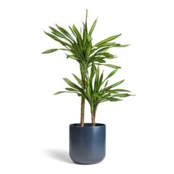 Dracaena Fragrans Riki - Multi Stem -Indoor Plants Dracaena fragrans Riki Multi Stem 19x85cm 2 stems Lisbon Plant Pot Navy 24x24cm