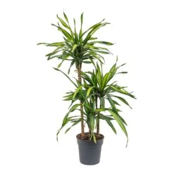 Dracaena Fragrans Riki - Multi Stem -Indoor Plants Dracaena fragrans Riki Multi Stem 21cm