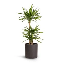 Max Refined Planter - Volcano Black 14 Max Refined Planter - Volcano Black -Indoor Plants Dracaena fragrans Riki Multi Stem 21x100cm 3stems Max Refined Planter Volcano Black 29x29.5cm