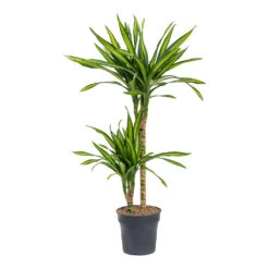 Dracaena Fragrans Riki - Multi Stem -Indoor Plants Dracaena fragrans Riki Multi Stem