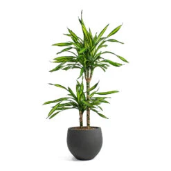Dracaena Fragrans Riki - Multi Stem -Indoor Plants Dracaena fragrans Riki Multi Stem Mini Orb Kevan Plant Pot Black Washed