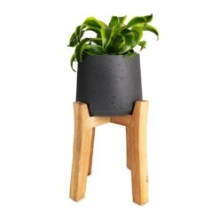 Patt Plant Pot - Tall Stand - Black Washed -Indoor Plants Dracaena fragrans Tornado Head 12x25cm Patt Plant Pot Tall Stand Black Washed 23x34cmcopy 99b01b54 1c04 4197 876a 62e4fc0fa06a