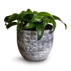 Dracaena Fragrans Twister - Head -Indoor Plants Dracaena fragrans Twister Head 12x25cm Cas Plant Pot Anthracite 15x13cm