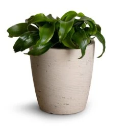 Gerben Plant Pot - Grey Washed 15 Gerben Plant Pot - Grey Washed -Indoor Plants Dracaena fragrans Twister Head 12x25cm Gerben Plant Pot Grey Washed 15x16cm 3e49951f 58d9 450b aa06 319421409d78