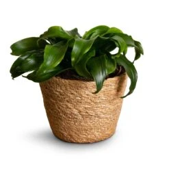 Dracaena Fragrans Twister - Head -Indoor Plants Dracaena fragrans Twister Head 12x25cm Igmar Plant Basket Natural 15x12cm