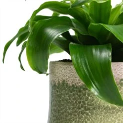 Dracaena Fragrans Twister - Head -Indoor Plants Dracaena fragrans Twister Head Jorrit Plant Pot Satin Green Close Up 1aee5229 9505 447b ac78 6198f2e3e971