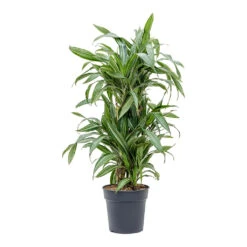 Dracaena Fragrans Ulises - Branched 6 Dracaena Fragrans Ulises - Branched -Indoor Plants Dracaena fragrans Ulises Branched