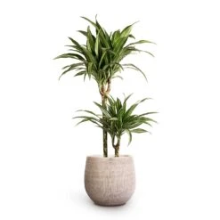 Ryan Plant Pot - White Black -Indoor Plants Dracaena fragrans Ulises Multi Stem 19x100cm 2stems Ryan Plant Pot White Black 26x26cm
