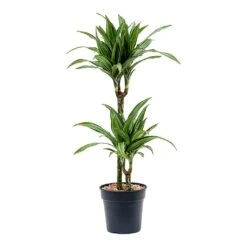 Dracaena Fragrans Ulises - Multi Stem 9 Dracaena Fragrans Ulises - Multi Stem -Indoor Plants Dracaena fragrans Ulises Multi Stem 2 Stem