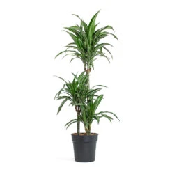 Dracaena Fragrans Ulises - Multi Stem 8 Dracaena Fragrans Ulises - Multi Stem -Indoor Plants Dracaena fragrans Ulises Multi Stem 21cm