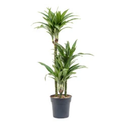 Dracaena Fragrans Ulises - Multi Stem 10 Dracaena Fragrans Ulises - Multi Stem -Indoor Plants Dracaena fragrans Ulises Multi Stem