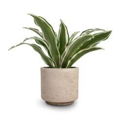 Novi Plant Pot - Grey Washed -Indoor Plants Dracaena fragrans White Jewel Head 12x25cm Novi Plant Pot Grey Washed 15x13.5cm 30716801 5704 459c bb70 5b0ac1175870