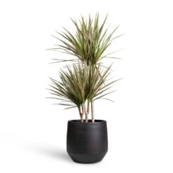 Dracaena Marginata Bicolour - Multi Stem -Indoor Plants Dracaena marginata Bicolour Multi Stem 21x100cm 3 stems Norell Plant Pot Black 29x28cm 1fd7fde6 3cbc 4bbb 91b6 68db9ad31429