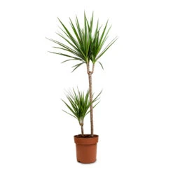 Dracaena Marginata Red Edged - Multi Stem -Indoor Plants Dracaena marginata Red Edged Branched 21x120cm 2 Stems