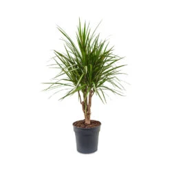 Dracaena Marginata Red Edged - Branched -Indoor Plants Dracaena marginata Red Edged Branched 24x90cm