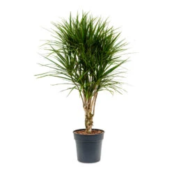 Dracaena Marginata Red Edged - Branched -Indoor Plants Dracaena marginata Red Edged Branched 27x120cm