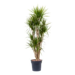 Dracaena Marginata Red Edged - Branched -Indoor Plants Dracaena marginata Red Edged Branched 34x190cm