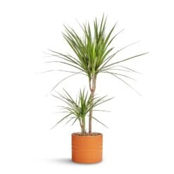 Hadleigh Plant Pot - Amber -Indoor Plants Dracaena marginata Red Edged Multi Stem 17x75cm Hadleigh Plant Pot Amber 20x17.5cm