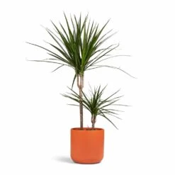 Dracaena Marginata Red Edged - Multi Stem -Indoor Plants Dracaena marginata Red Edged Multi Stem 17x75cm 2 stems Lisbon Plant Pot Coral 21x21cm 91e20c74 f934 4073 91a9 75cbbee6611f