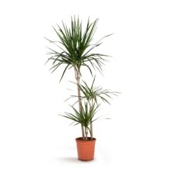Dracaena Marginata Red Edged - Multi Stem -Indoor Plants Dracaena marginata Red Edged Multi Stem 21x110cm 3stems