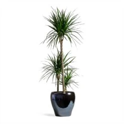 Dracaena Marginata Red Edged - Multi Stem -Indoor Plants Dracaena marginata Red Edged Multi Stem 24x110cm 3 stems Amora Plant Pot Anthracite Mirror 32x32cm eeee0176 a201 4681 936b a6b1d10176e7