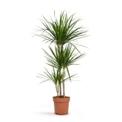 Dracaena Marginata Red Edged - Multi Stem -Indoor Plants Dracaena marginata Red Edged Multi Stem 24x140cm 3stems