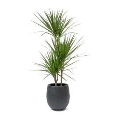 Dracaena Marginata Red Edged - Multi Stem -Indoor Plants Dracaena marginata Red Edged Multi Stem Balloon Plant Pot Anthracite Concrete c02ffdd2 9afd 4d71 bd05 5b23cbe96298