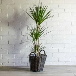 Nanna Wikr Plant Basket - Dark Brown -Indoor Plants Dracaena marginata Red Edged Multi Stem Nanna Wikr Plant Basket Dark Brown 3aa8f02a 5ef6 4801 a711 d18e03b50c39