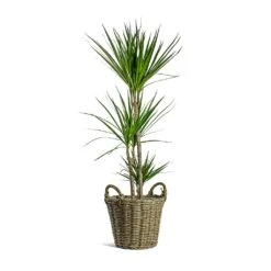 Dracaena Marginata Red Edged - Multi Stem -Indoor Plants Dracaena marginata Red Edged Multi Stem Nanna Wikr Plant Basket Natural