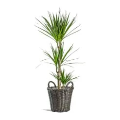 Nanna Wikr Plant Basket - Dark Brown -Indoor Plants Dracaena marginata Red Edged Multi Stem Nanna Wikr Plant Basket dark brown 7c3fb506 98b9 4223 bd66 6ace92311093