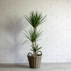 Dracaena Marginata Red Edged - Multi Stem -Indoor Plants Dracaena marginata Red Edged Multi Stem Nanna Wikr Plant Basket natural 46abb40a 307c 4e49 883e e664d90d7408