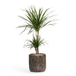 Dracaena Marginata Red Edged - Multi Stem -Indoor Plants Dracaena marginata Red Edged MultiStem 17x85cm Plant Pot Luxe Lite Waterfall Cylinder Planter Bronze 23x22cm