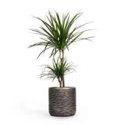Luxe Lite Wrinkle Cylinder Planter - Bronze -Indoor Plants Dracaena marginata Red Edged MultiStem 17x85cm Plant Pot Luxe Lite Wrinkle Cylinder Planter Bronze 23x22cm 6811c5a5 99e3 44f5 b5bf 3ffff18cb511
